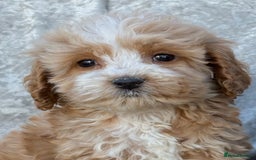 Cockapoo dogs for sale: F1 Cockapoo puppies  - Image 4