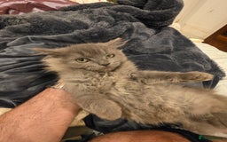 Siberian cats for sale: Beautiful Siberian Kittens – 2.5 Months Old - Image 5
