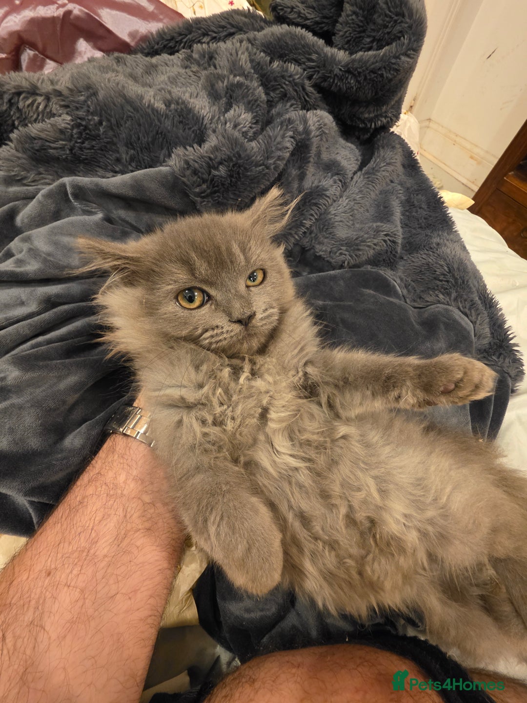 Siberian cats for sale: Beautiful Siberian Kittens – 2.5 Months Old - Image 5