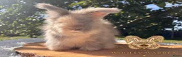 Angora rabbits for sale: Fully Vaccinated Pedigree English Angoras  - Advert 5