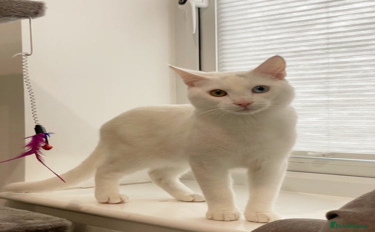 British Longhair cats in Ashford - Advert 3