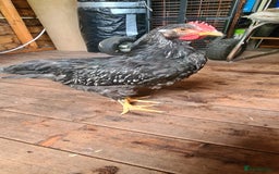 Chickens poultry for sale: 1 Male Double silver laced Barnevelder  - Image 3