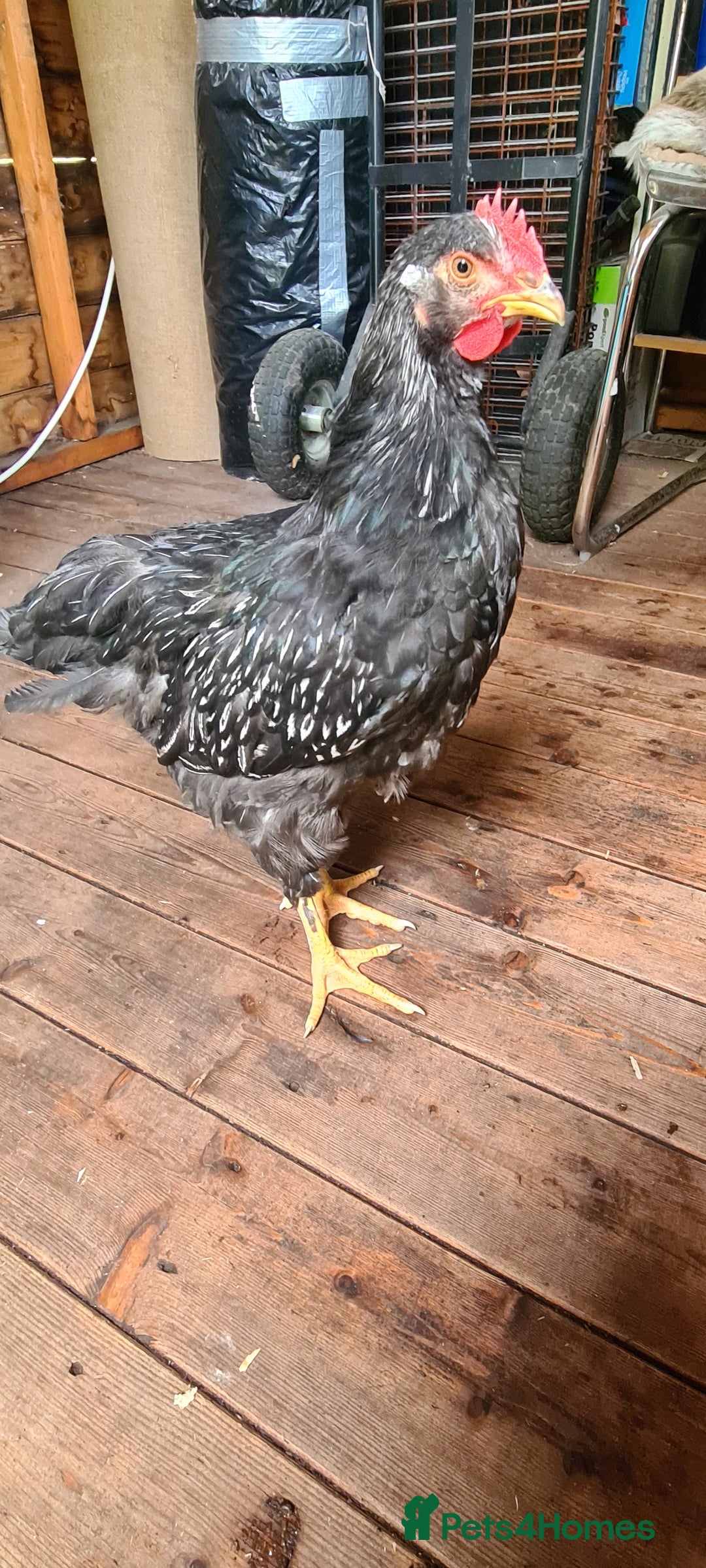 Chickens poultry for sale: 1 Male Double silver laced Barnevelder  - Image 3