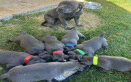 Staffordshire Bull Terrier dogs for sale: Exceptional blue Staffordshire Bull Terrier 🐾💛 - Image 8