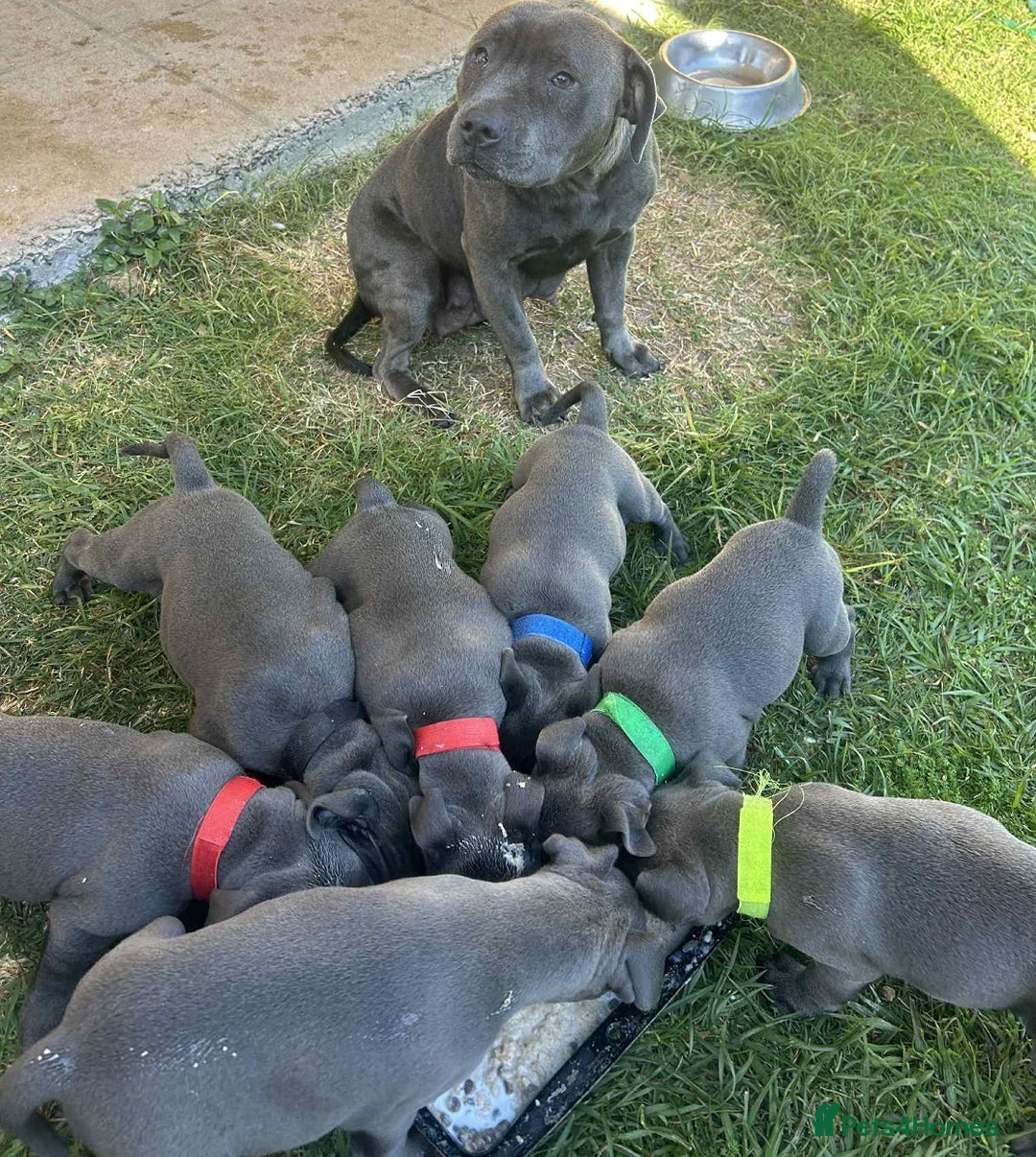 Staffordshire Bull Terrier dogs for sale: Exceptional blue Staffordshire Bull Terrier 🐾💛 - Image 8