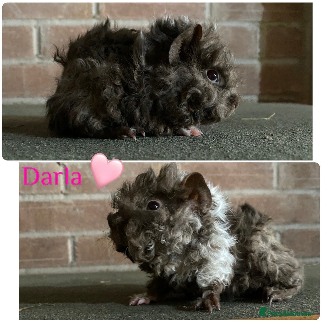 Guinea Pig rodents Pedigree blue & Lunkarya piggies inc sows - Advert 7