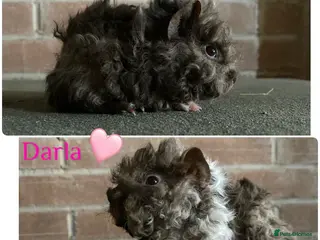 Guinea Pig rodents Pedigree blue & Lunkarya piggies inc sows - Advert 10