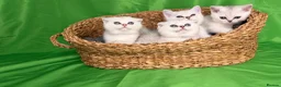 Scottish Fold cats for sale: Scottish fold/straight kittens - Advert 10