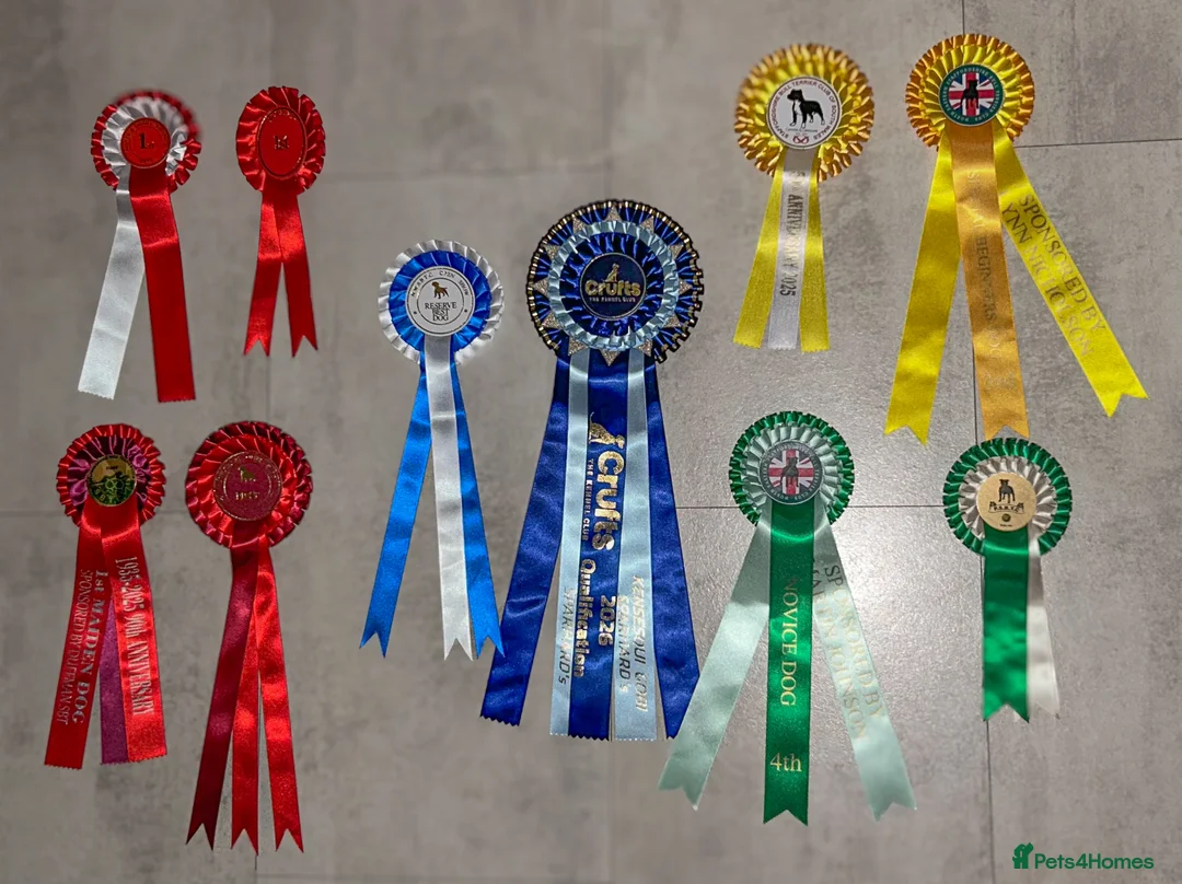 Staffordshire Bull Terrier dogs for stud: 🥨 Crufts Qualified Red SBT Stud 🥨 - Advert 7