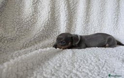 Miniature Dachshund dogs for sale: Miniature dachshund puppies kc reg  - Image 11