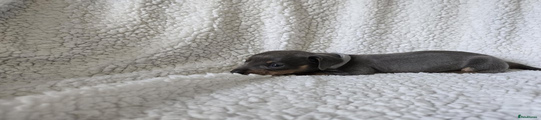 Miniature Dachshund Puppy 10