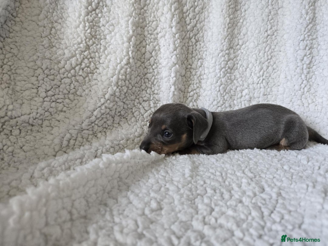 Miniature Dachshund dogs for sale: Miniature dachshund puppies kc reg  - Image 11