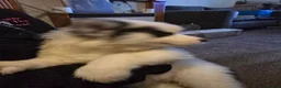 Siberian Husky dogs for sale: EBONY / ARYA SIBERIAN HUSKYS READY TO LEAVE  - Advert 16