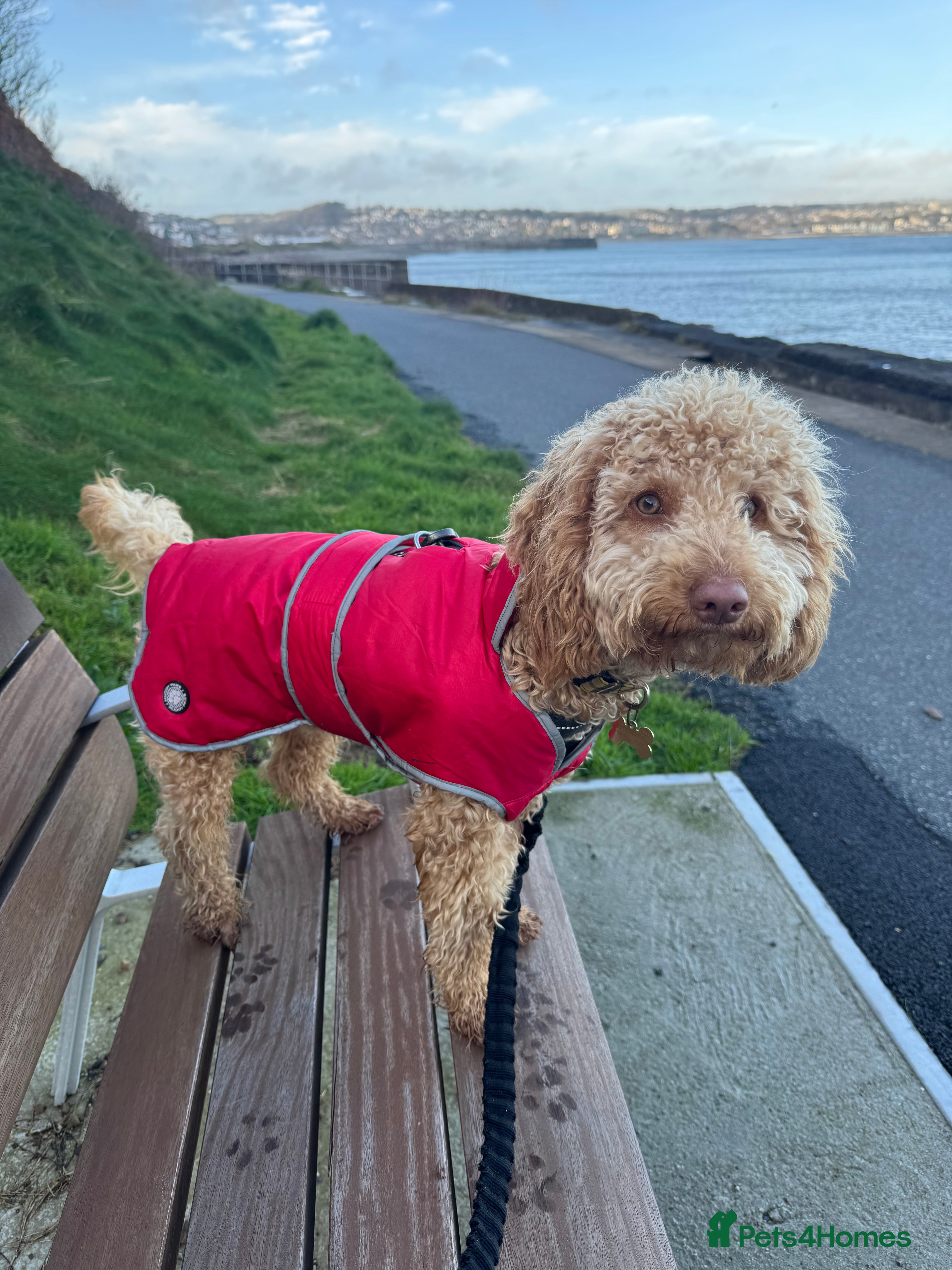 Cockapoo dogs Make cockerpoo  - Advert 2