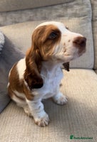 Cocker Spaniel dogs - Advert 7