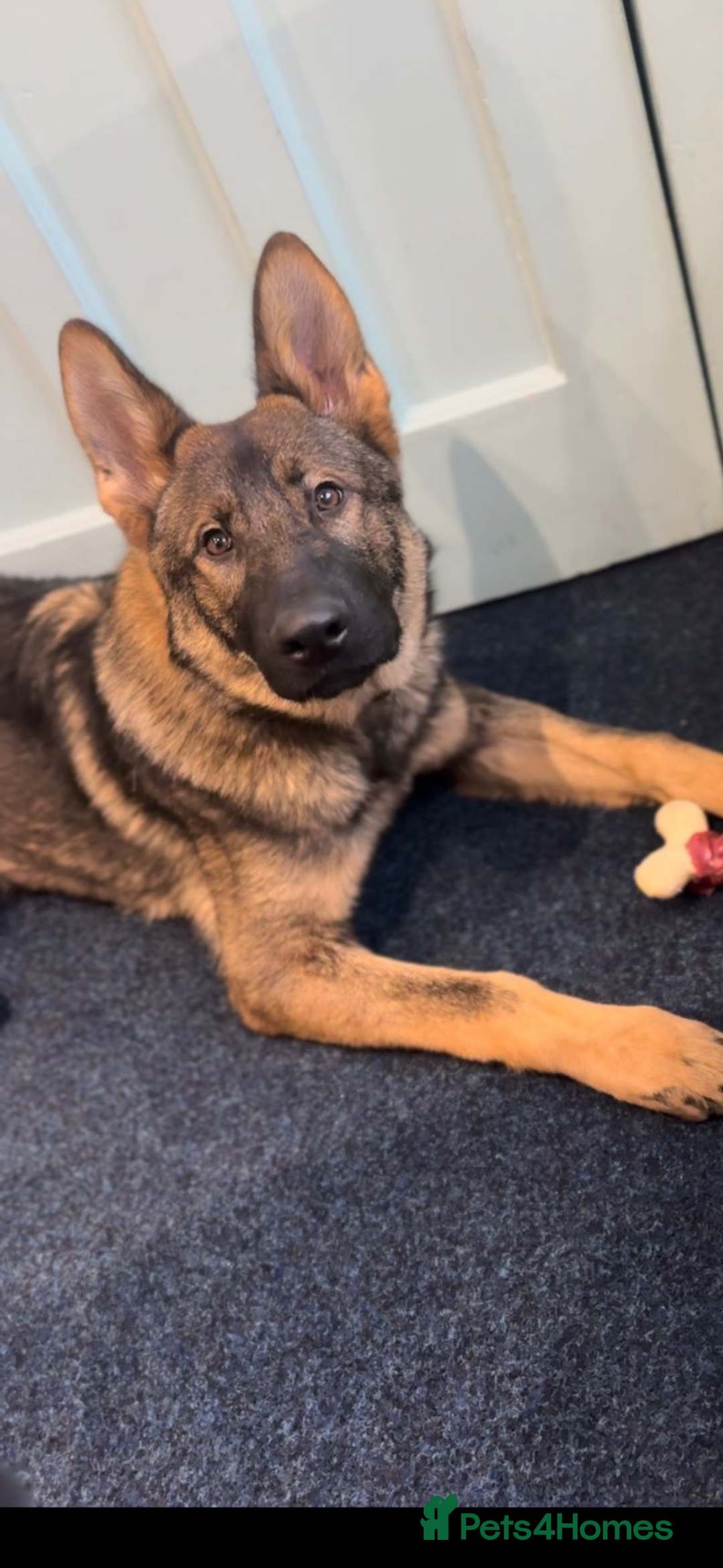 German Shepherd dogs for sale: KC REG. EQIDIUS IMPORT (SLOVAKIA)  - Advert 2