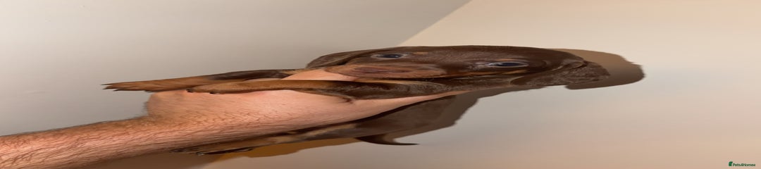 Miniature Dachshund Puppy 1