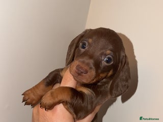 Miniature Dachshund dogs for sale - Advert 1