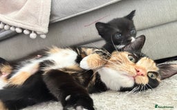 British Shorthair cats for sale: 4 kittens for sale - Image 19