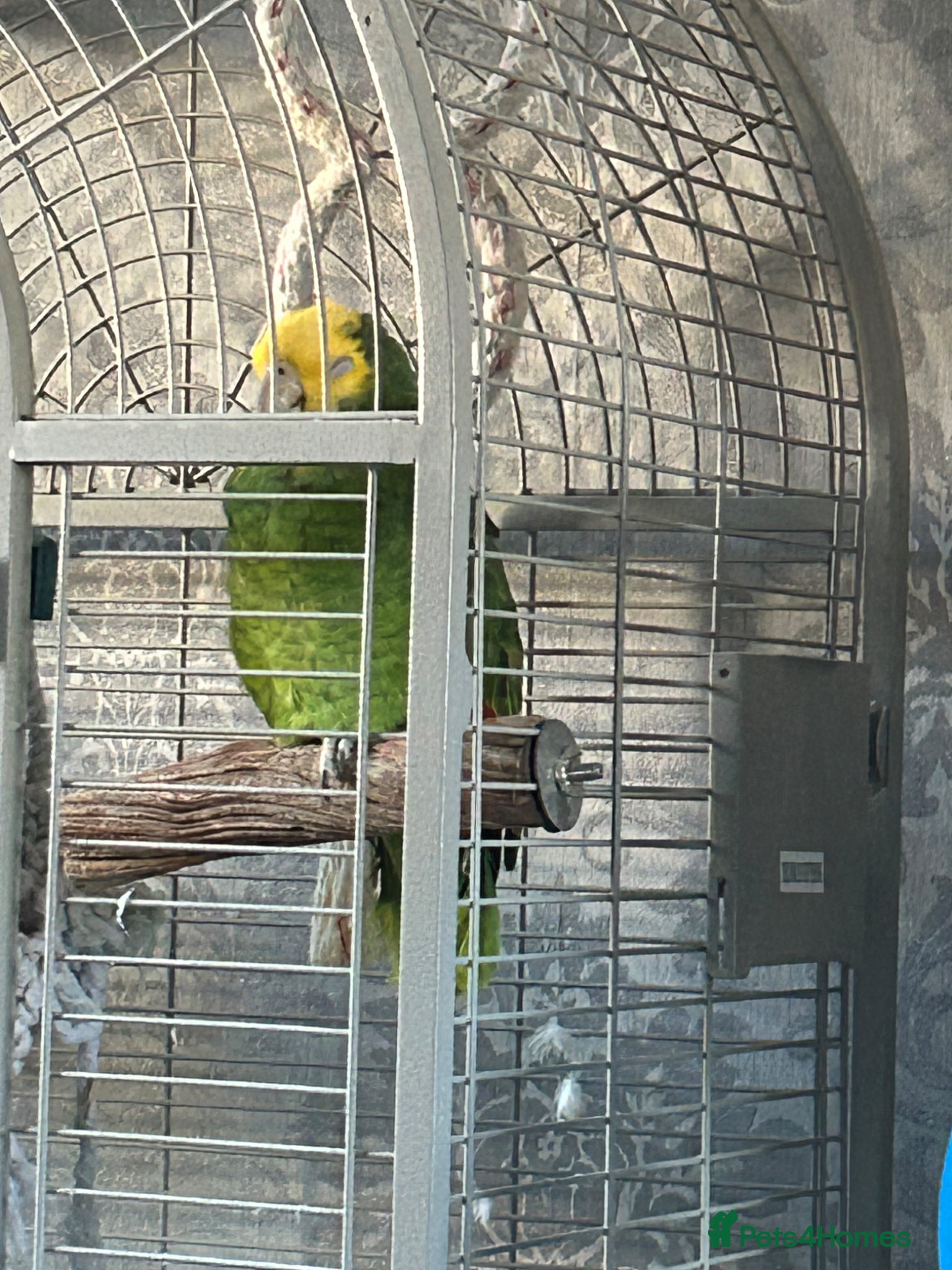 Parrots birds Double yellow headed Amazon  - Advert 2