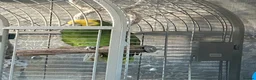 Parrots birds for sale: Double yellow headed Amazon  - Advert 1