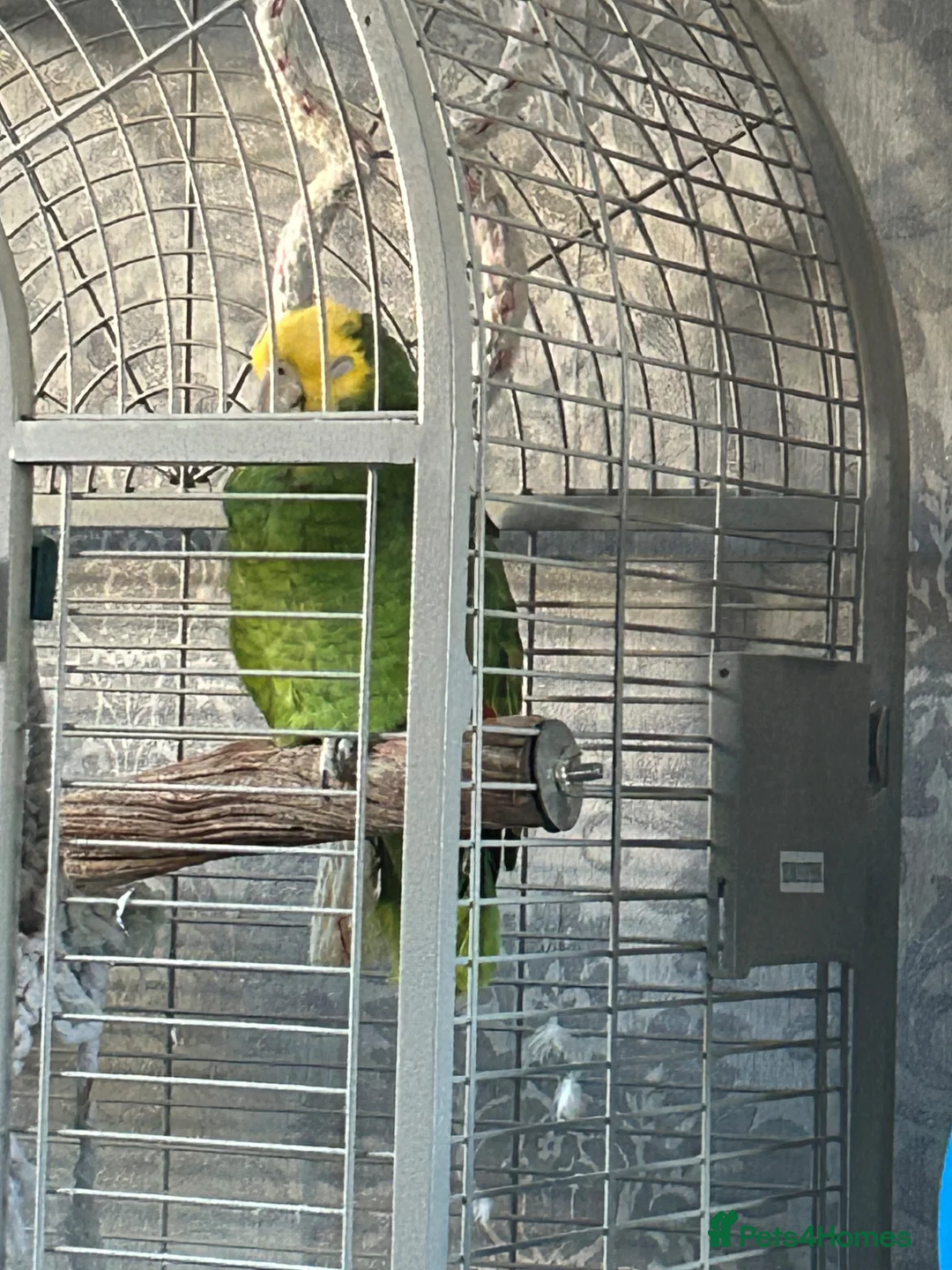 Parrots birds for sale: Double yellow headed Amazon  - Advert 1