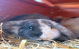 French Lop rabbits for sale: 5 adorable lop eared rabbits for sale! - Image 6