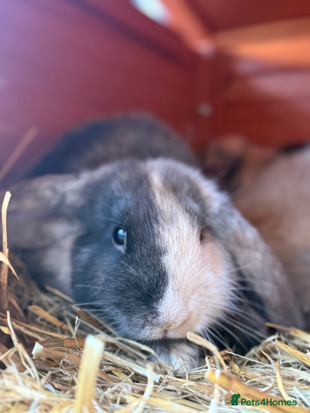 French Lop rabbits for sale: 5 adorable lop eared rabbits for sale! - Image 6