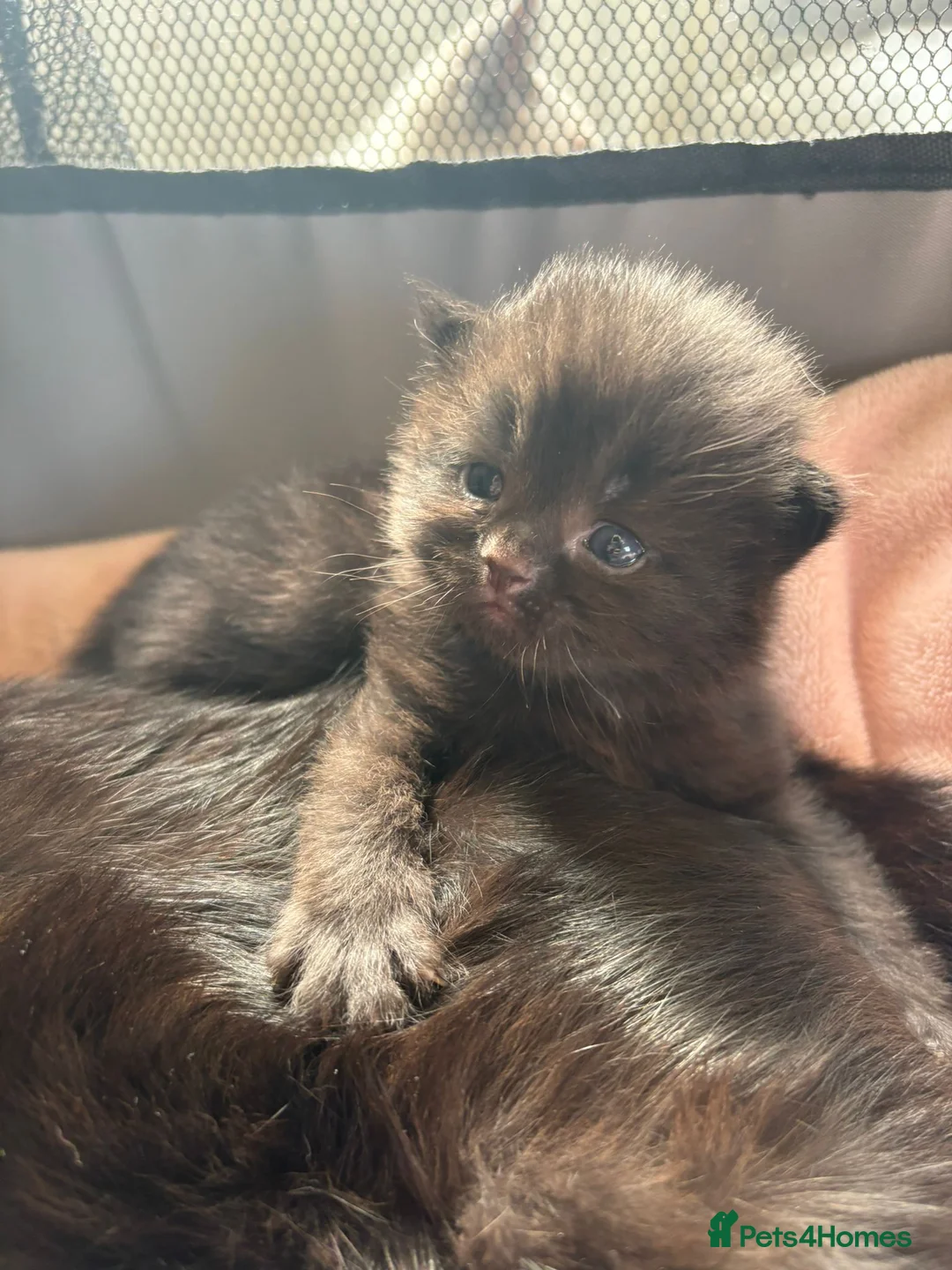 British Longhair cats for sale: British shorthair/longhair in Lutterworth - Advert 9
