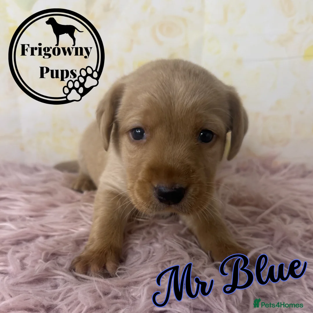 Labrador Retriever dogs for sale: 🧡 Barclay the Parrot Mouth Labrador Puppy 🧡 - Advert 2