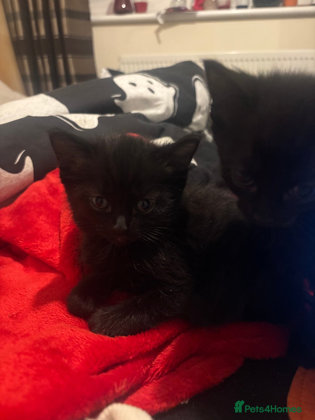 Bombay cats for sale: 3 black cats for sale - Advert 5