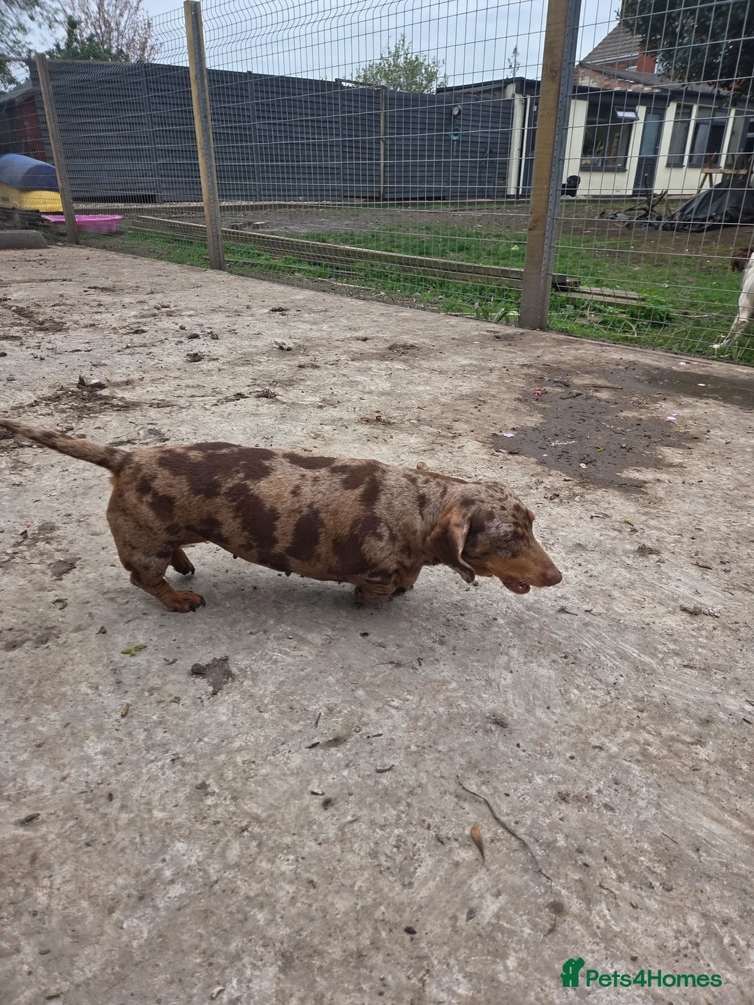Miniature Dachshund dogs for sale: PRA CLEAR KC REG MIN DACHSHUND - Advert 2