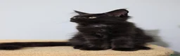 Maine Coon cats for sale: Maine Coons ready now - Advert 16