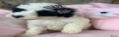 Poochon Puppy 3