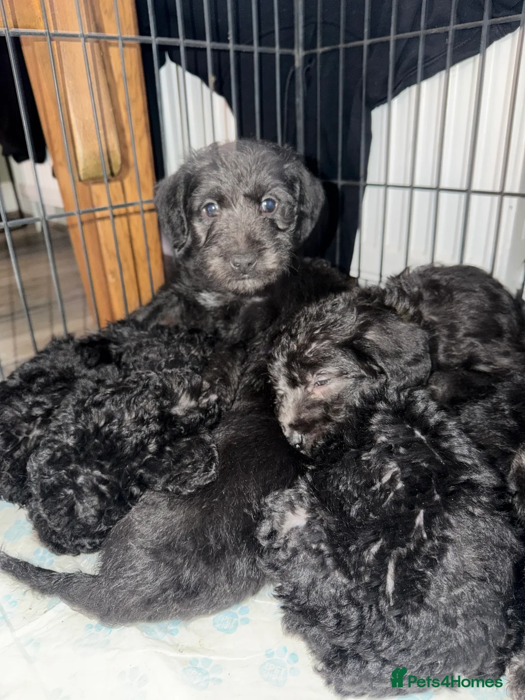 Mixed Breed dogs for sale: Bedlington terrier/collie whippet mix  - Advert 7