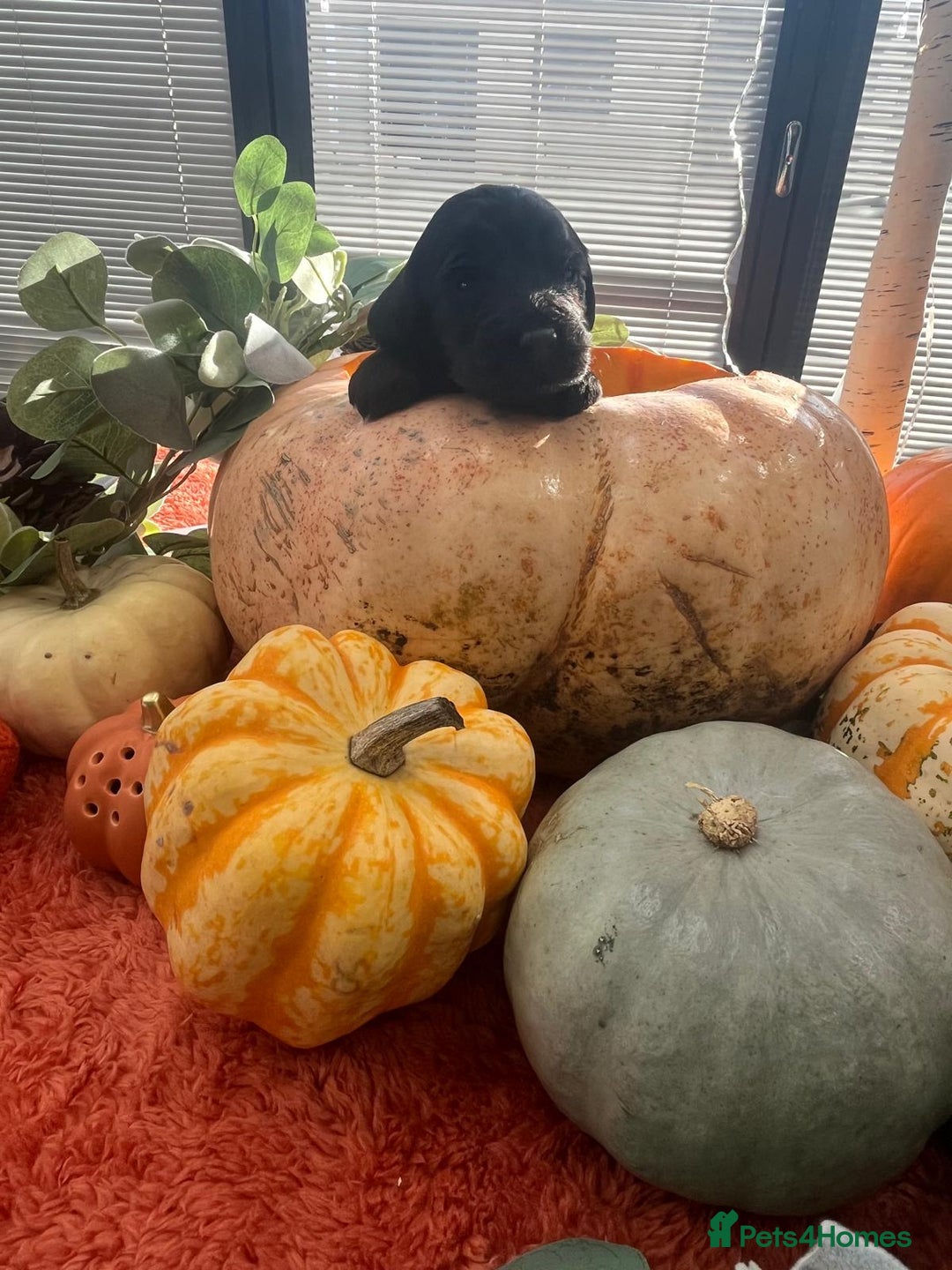 Cockapoo dogs for sale: Beautiful black F1B cockapoo boy ready next week  - Advert 19