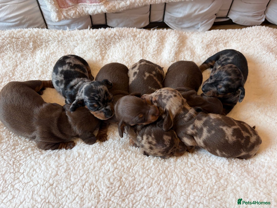 Miniature Dachshund dogs for sale: Rainbow minture dacshund babies  - Advert 1
