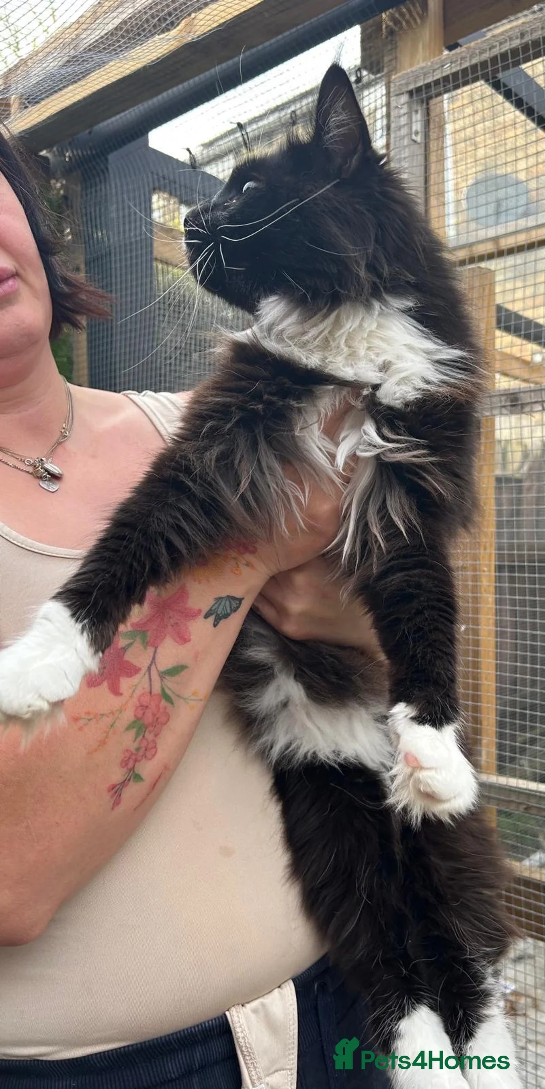 Maine Coon cats for sale: Maine coon cross boy kittens - Advert 27