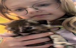 Maine Coon cats for sale: Main coon cross with British short hair - Image 25