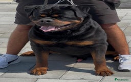 Rottweiler dogs for sale: 🏆 Champion Bred XL Rottweilers 🏆 - Advert 3