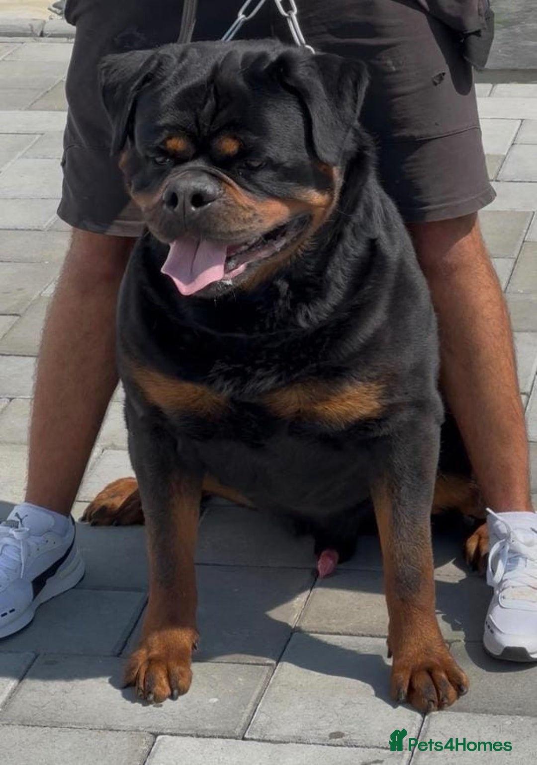 Rottweiler dogs for sale: 🏆 Champion Bred XL Rottweilers 🏆 - Advert 3