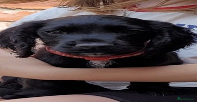 Cocker Spaniel dogs - Advert 3
