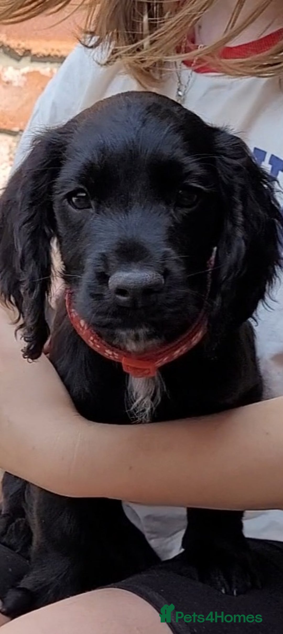 Cocker Spaniel dogs for sale: 'CHAMPION BRED!! 'COCKER SPANIEL' - Image 6
