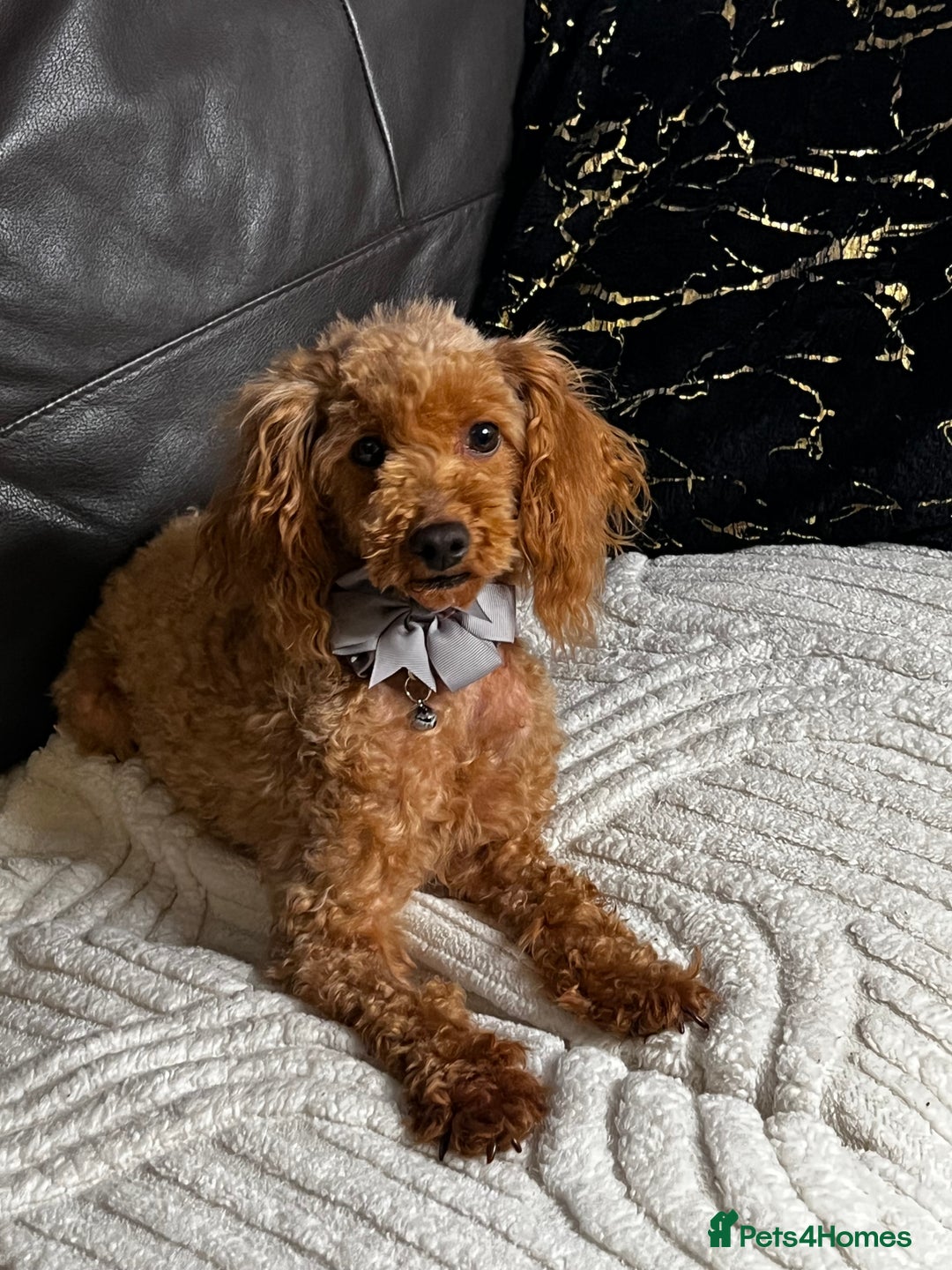 Toy Poodle dogs for sale: ❤️🐶 Gourgeous toy poodle female 🐶❤️ - Advert 6