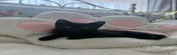 Mixed Breed cats for sale: 2 beautiful playful kittens for sale - Advert 9