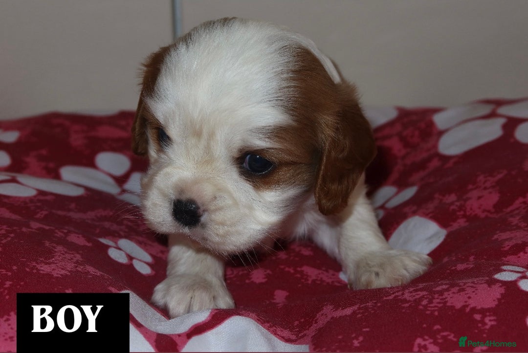 Cavalier King Charles Spaniel dogs for sale: Cavalier King Charles spaniel puppy’s  - Advert 4