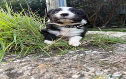 Bearded Collie dogs for sale: 🚨3/4 BEAUTIFUL BEARDIE PUPPIES 🚨 - Image 29