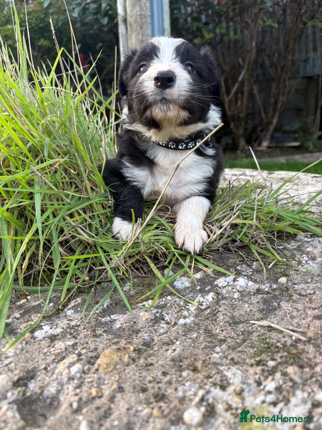 Bearded Collie dogs for sale: 🚨3/4 BEAUTIFUL BEARDIE PUPPIES 🚨 - Image 29