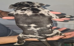 Mixed Breed dogs for sale: Top level Crossbreed pups - Image 17