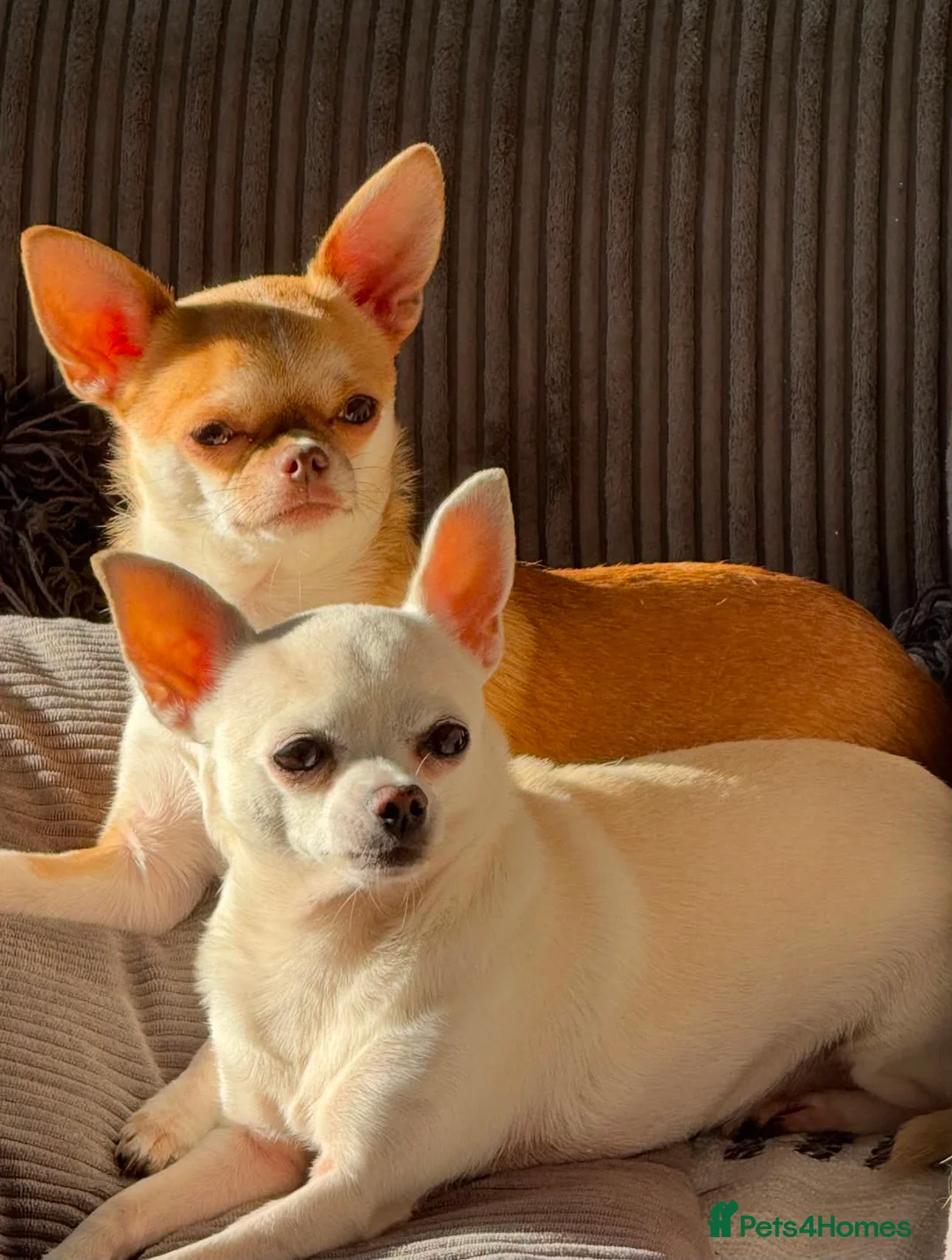 Chihuahua dogs for sale: Chihuahua Girl Ready NOW - Advert 2